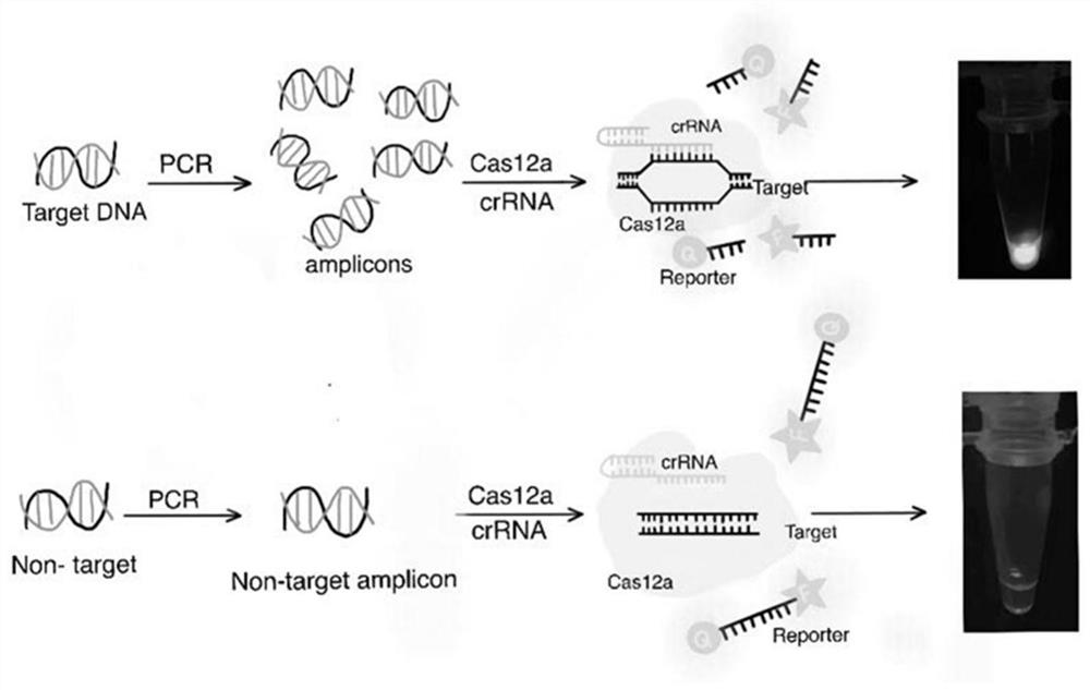 Method for visually detecting Hangzhou white chrysanthemum leaf blight chaetomium globosum by using CRISPR/Cas12a system