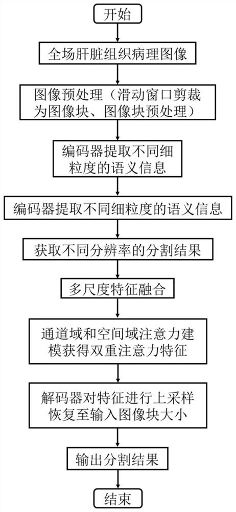 Liver pathological image segmentation model establishment and segmentation method based on attention mechanism