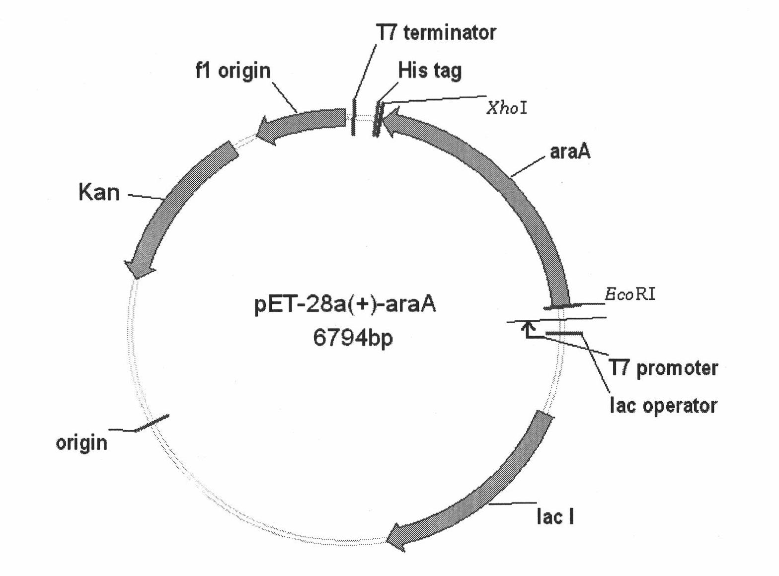 High temperature resistant L-arabinose isomerase and application thereof