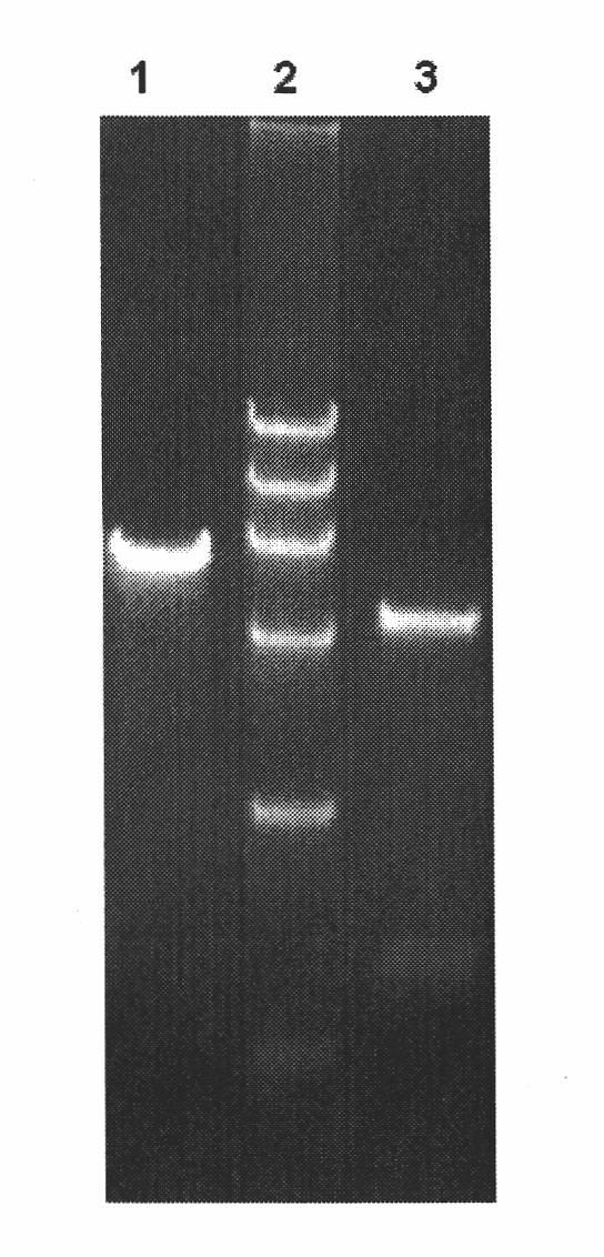 High temperature resistant L-arabinose isomerase and application thereof