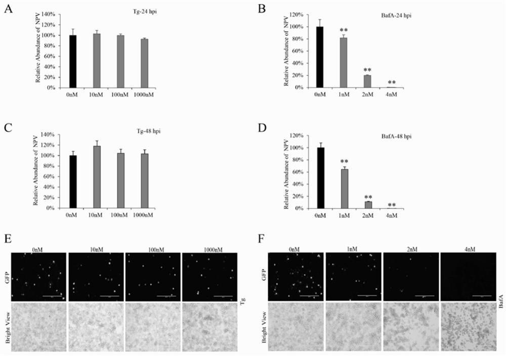 Method for improving bombyx mori baculovirus infection resistance