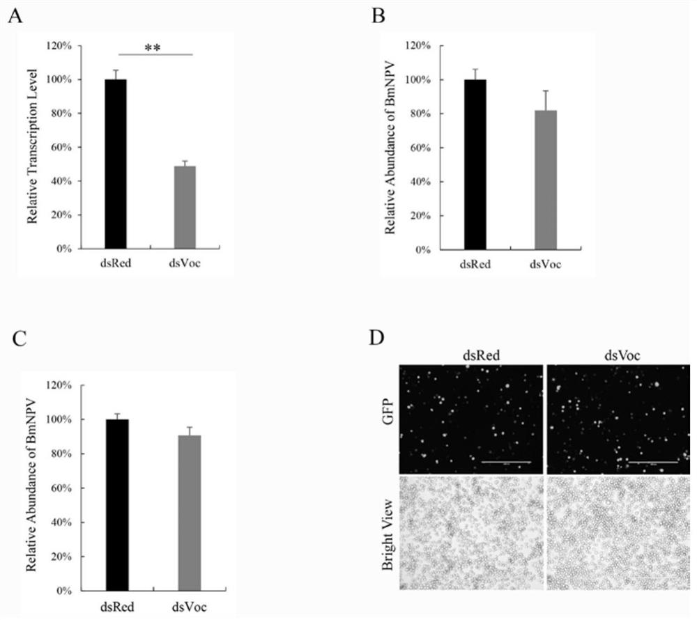 Method for improving bombyx mori baculovirus infection resistance