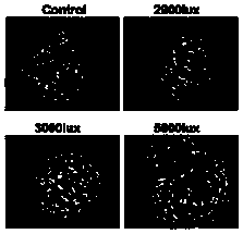 Culture-in-vitro method for mouse early embryo