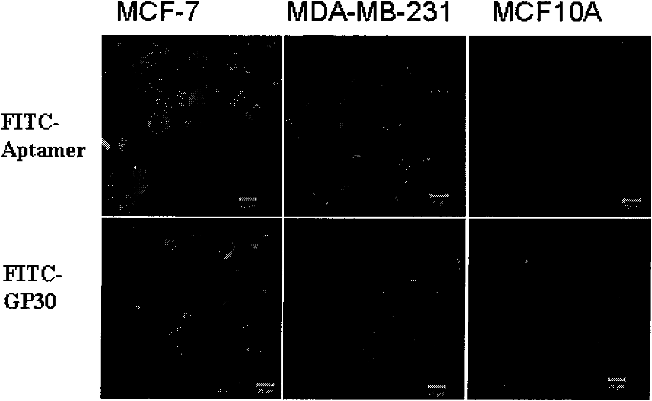 SELEX technology method taking clinical tumor pathological tissue section as target and application thereof