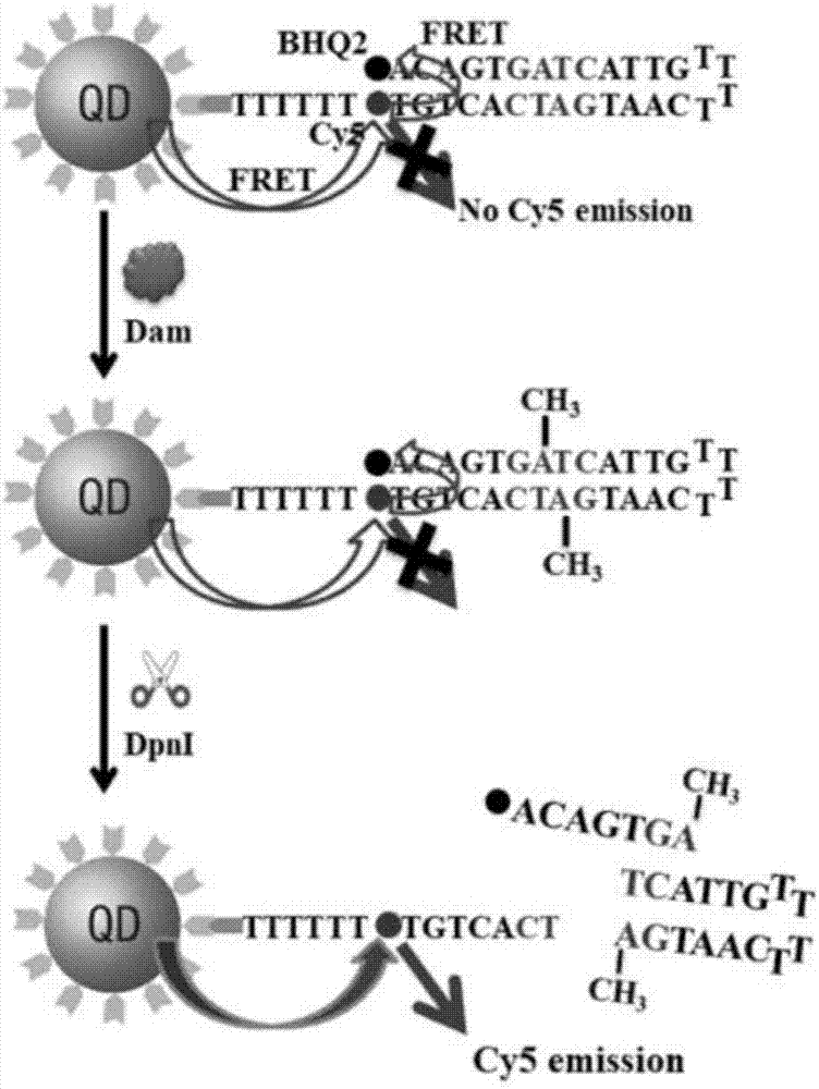 Nanosensor for detecting DNA methyltransferase based on single quantum dot