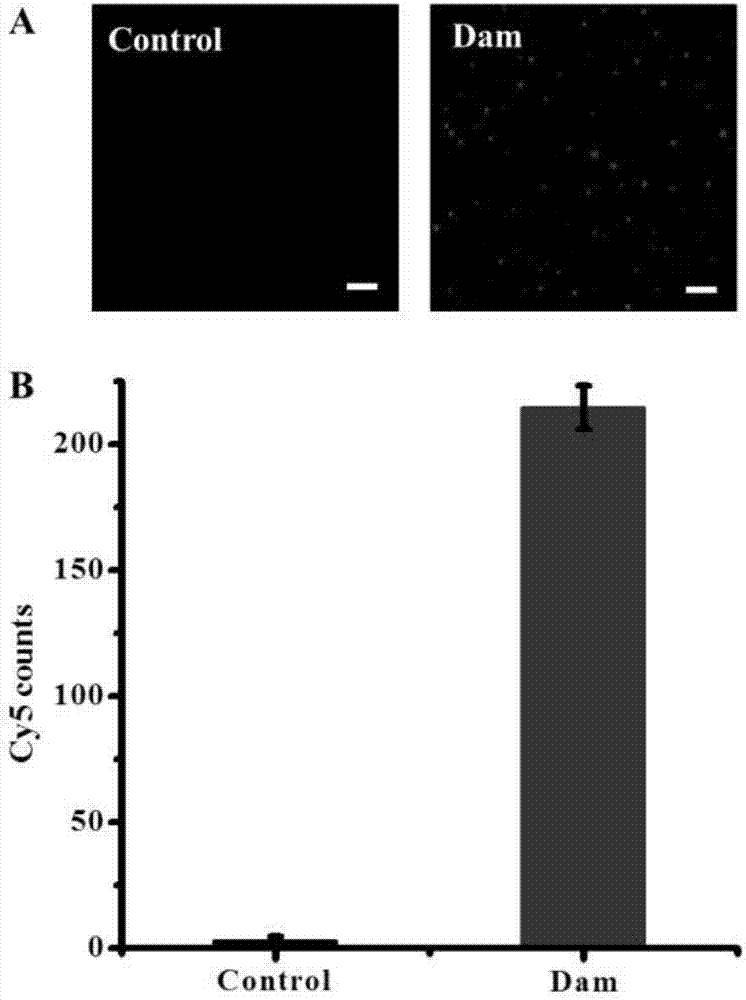 Nanosensor for detecting DNA methyltransferase based on single quantum dot