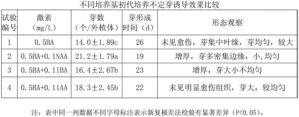 Rapid propagation method of potted gerbera jamesonii bolus tissue culture