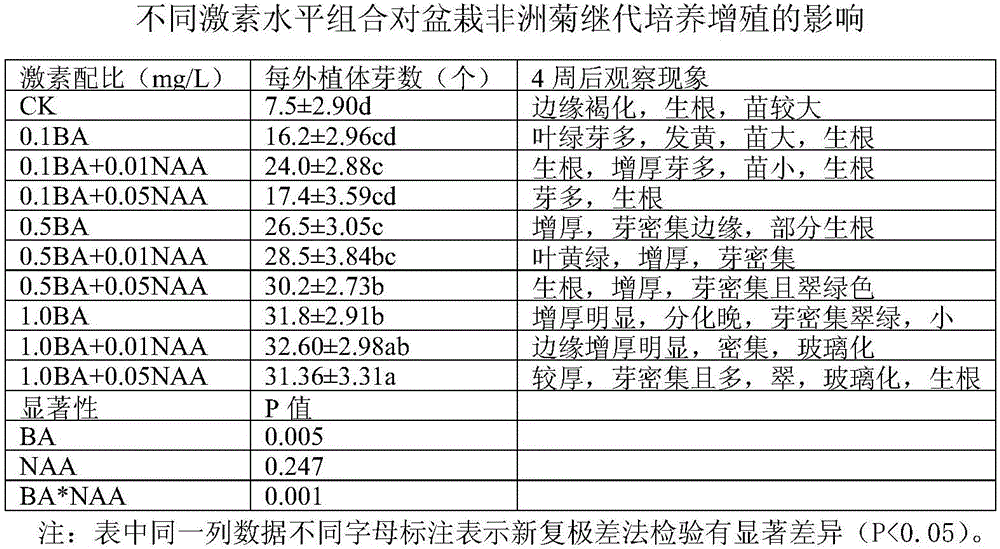 Rapid propagation method of potted gerbera jamesonii bolus tissue culture