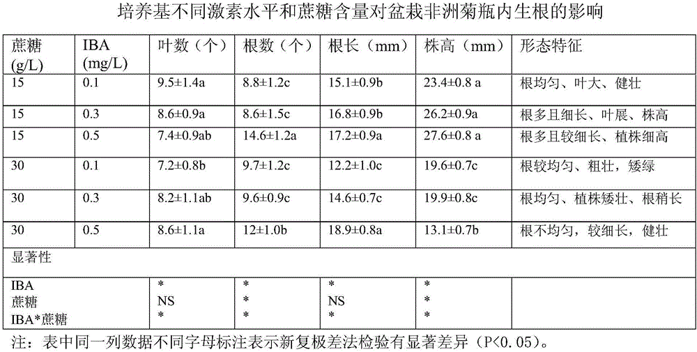 Rapid propagation method of potted gerbera jamesonii bolus tissue culture