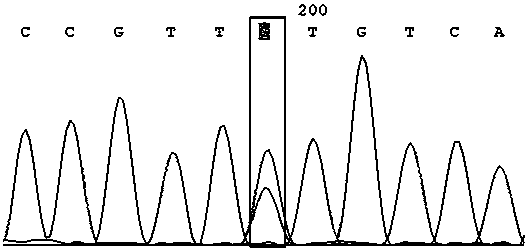 A method for identifying high-yield traits of royal jelly in bee colonies using the snp marker rs4208349