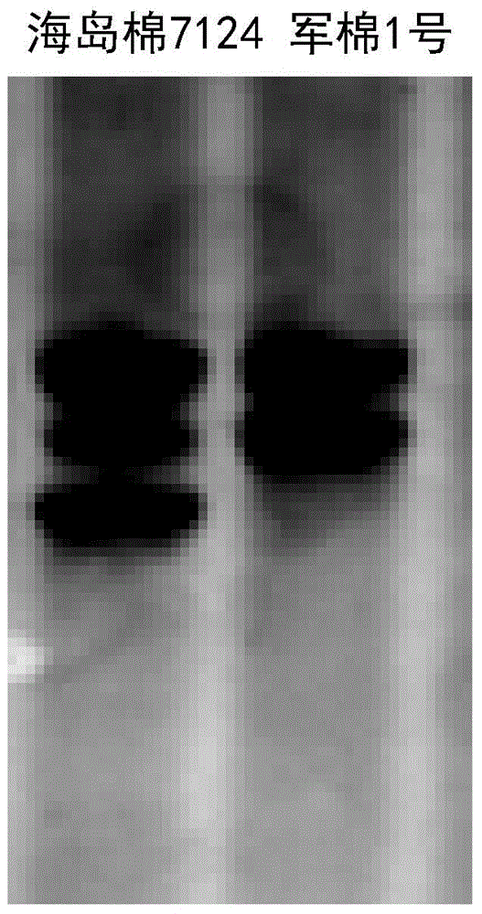 Method for detecting resistance of cotton plants to greensickness by molecular marker-assisted selection