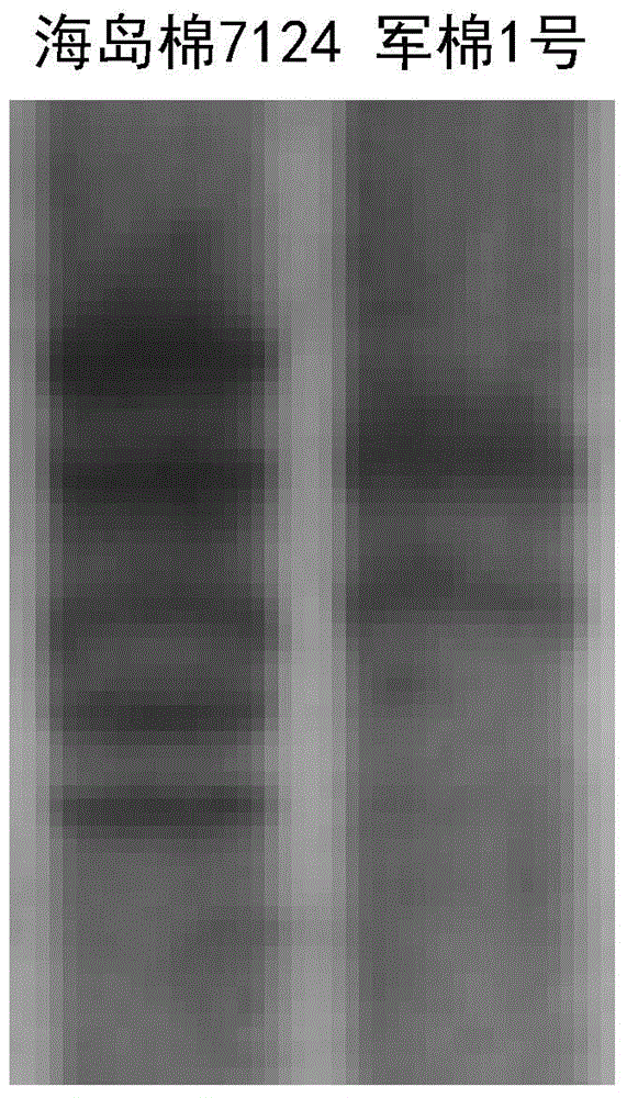 Method for detecting resistance of cotton plants to greensickness by molecular marker-assisted selection