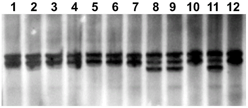 Method for detecting resistance of cotton plants to greensickness by molecular marker-assisted selection