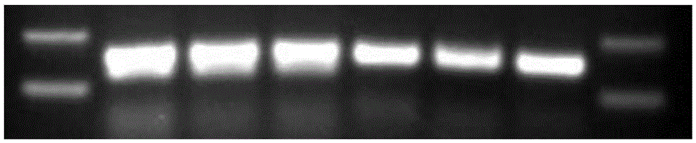 A kind of semi-smooth tongue sole sex-specific scar marker and application method