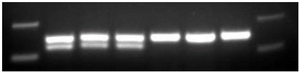 A kind of semi-smooth tongue sole sex-specific scar marker and application method