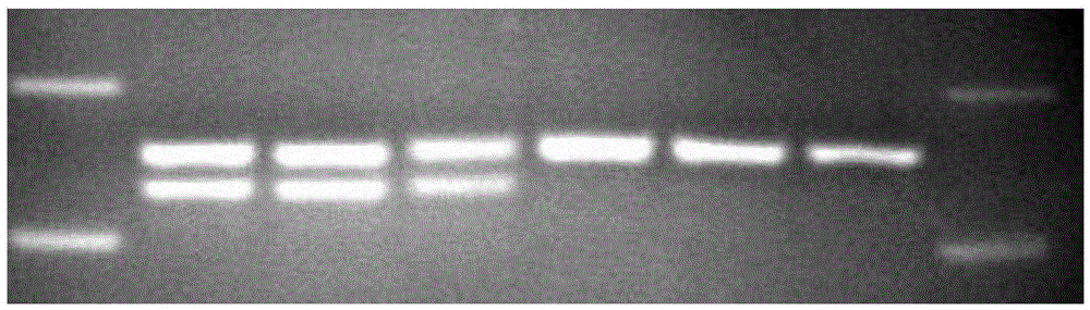 A kind of semi-smooth tongue sole sex-specific scar marker and application method