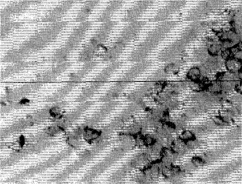 Kit for NKX2-8 gene hybridization in situ, detection method and application thereof