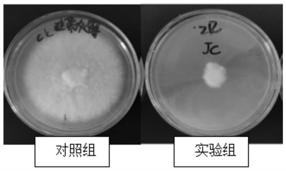 Bacillus megaterium strain LXB4070 and application thereof