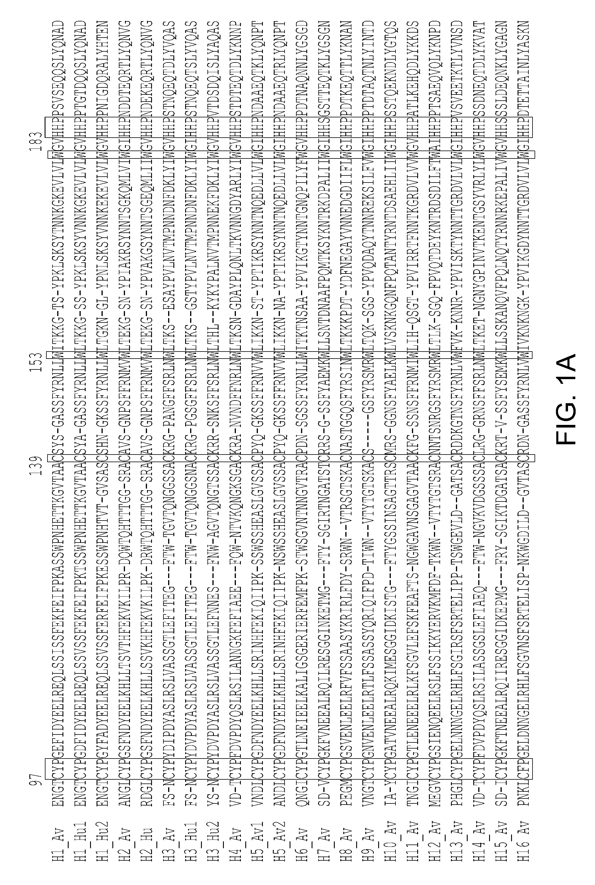 Hemagglutinin polypeptides, and reagents and methods relating thereto