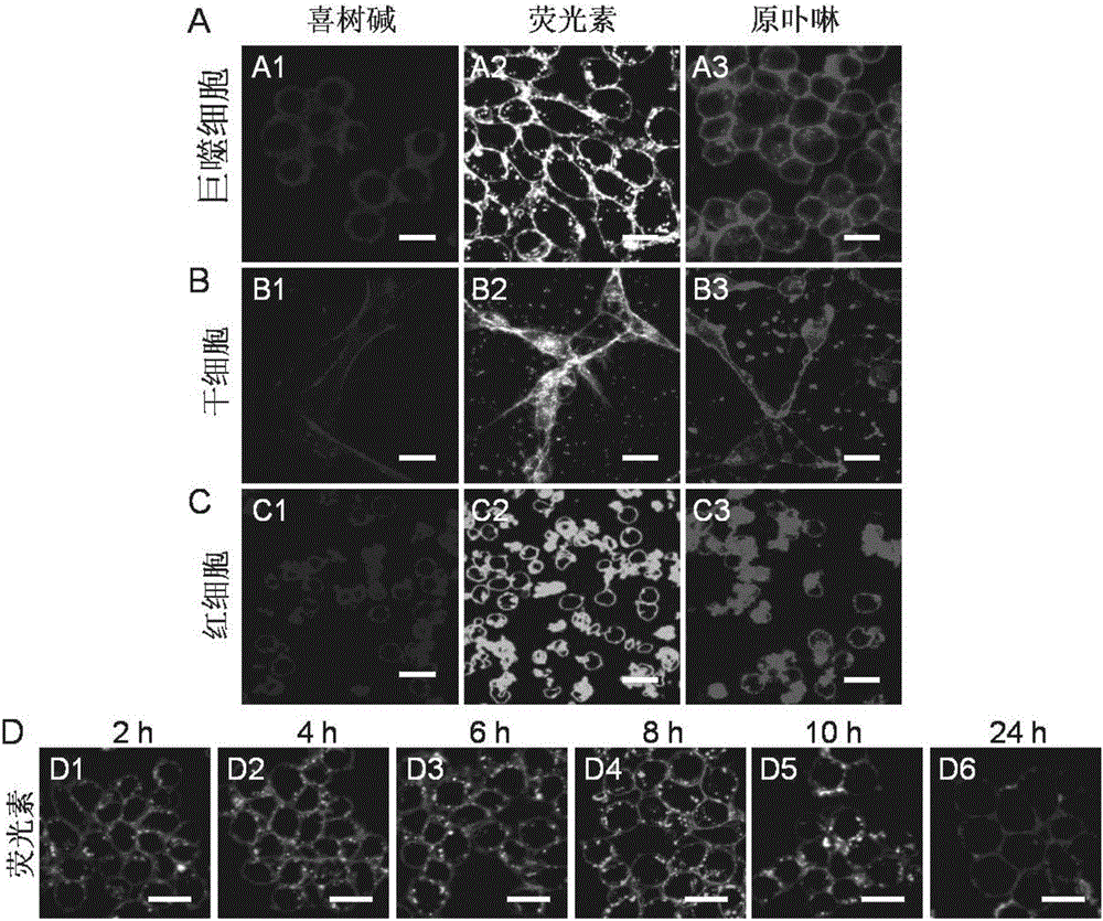 Tumor-targeting cell drug carrier and application thereof