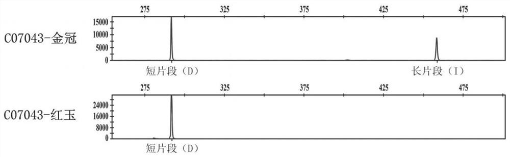 Malus plant whole genome InDel marker genotype database and application thereof to germplasm resource specificity identification