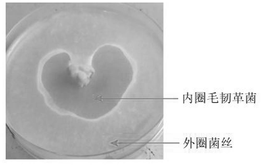 Isolated culture method and application of stereum hirsutum