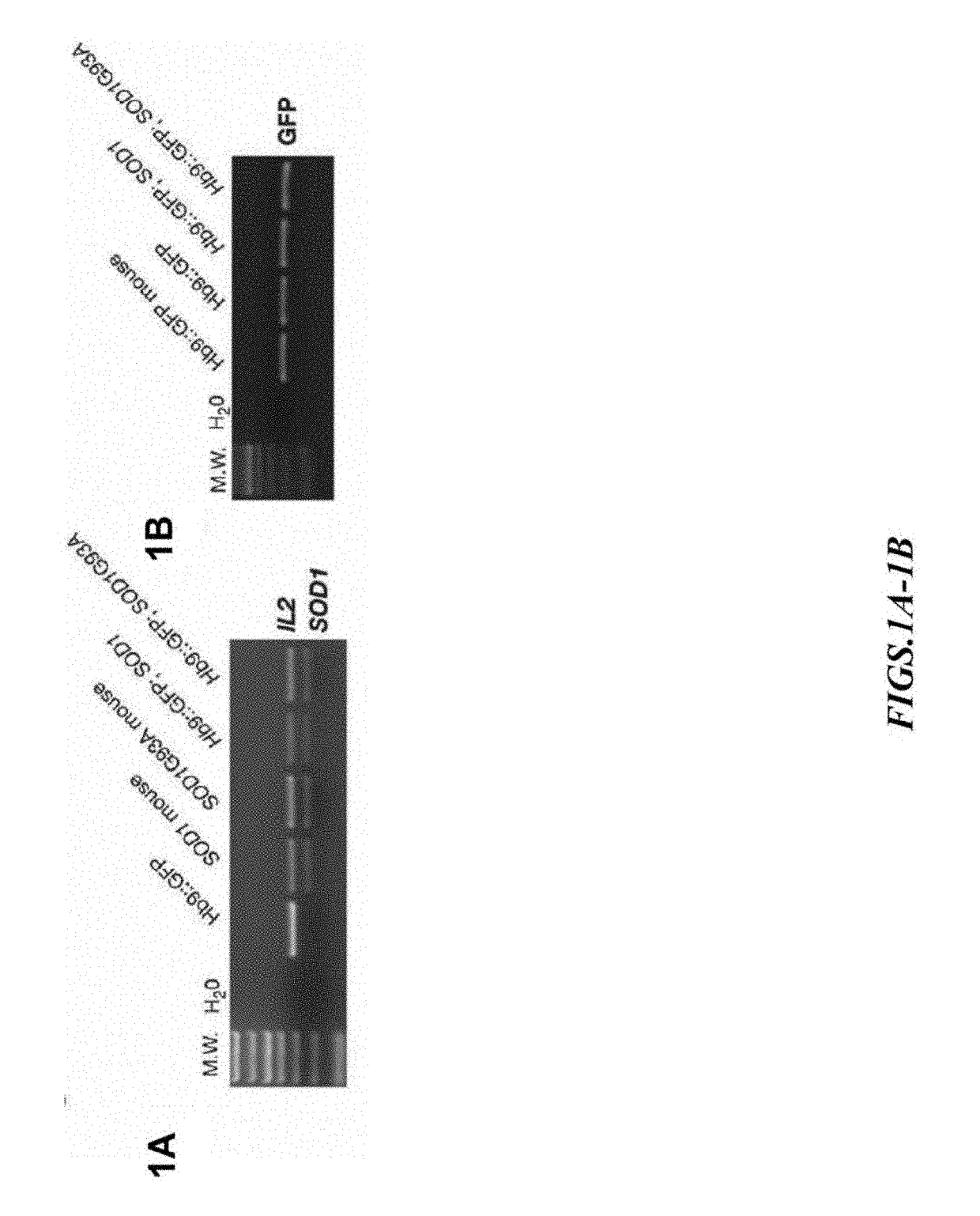 Neurodegenerative diseases and methods of modeling