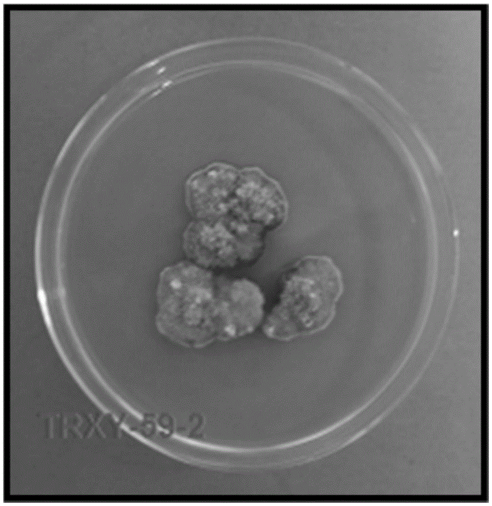 Application of sophora tonkinensis endophytic fungus TRXY-59-2 in preventing and controlling panax notoginseng anthracnose