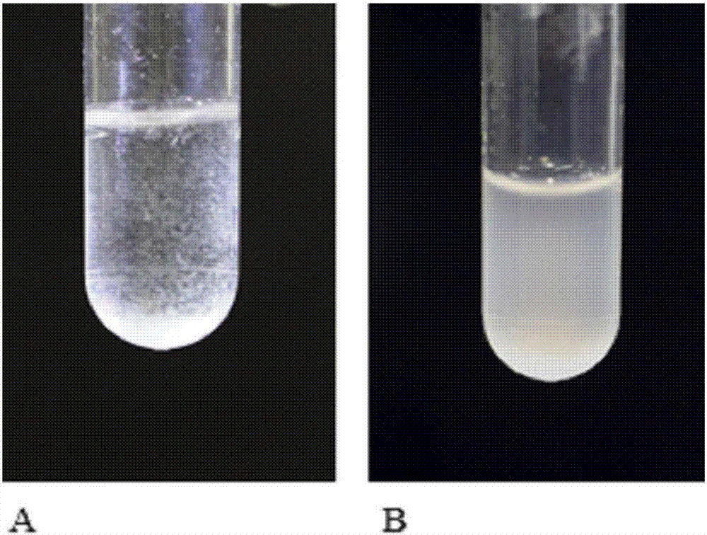 Streptococcus salivarius and application thereof in preparing ozostomia eliminating drug