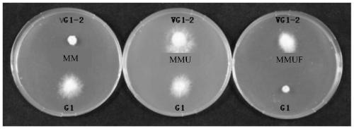 A method for protecting Flammulina velutipes strains by using uracil auxotroph