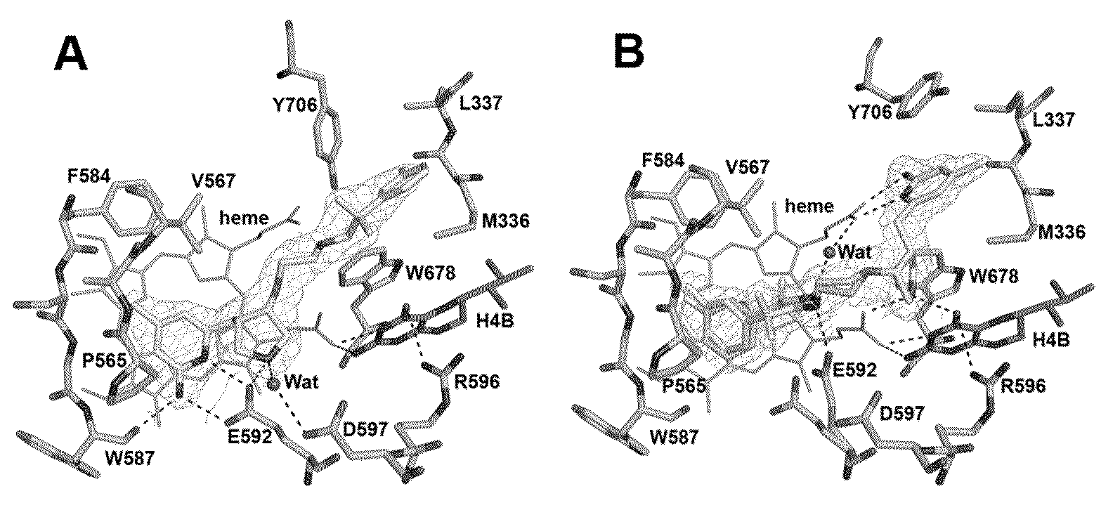 Potent and Selective Neuronal Nitric Oxide Synthase Inhibitors with Improved Membrane Permeability