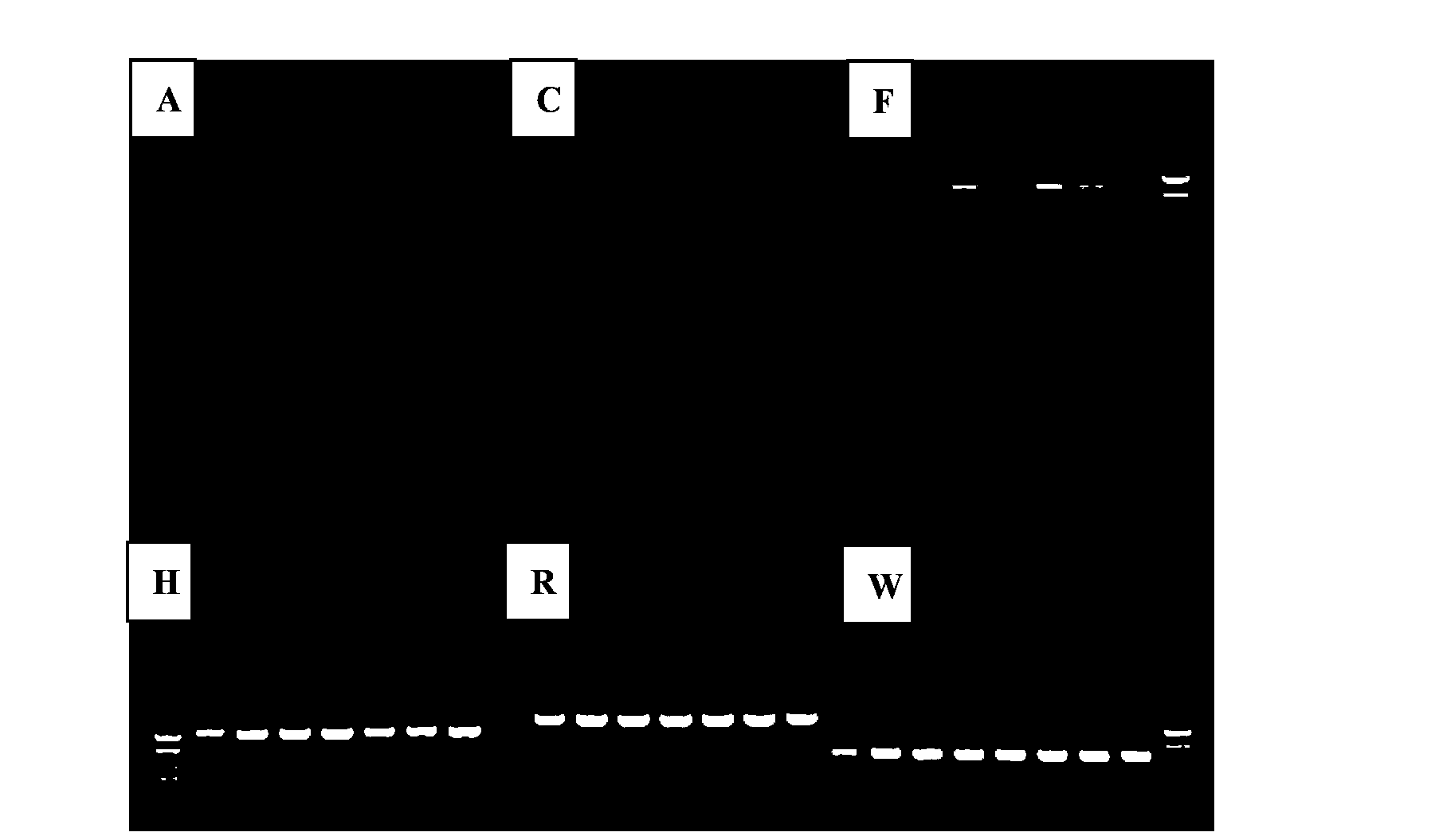 Extraction method of Tobacco whitefly endosymbiont mycetocytes