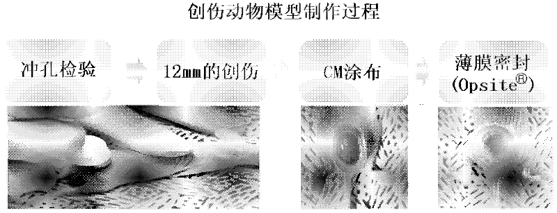 Composition for skin regeneration, containing a secretion in the culture of an embryonic stem cell-derived endothelial progenitor cell or fractions thereof, and use thereof