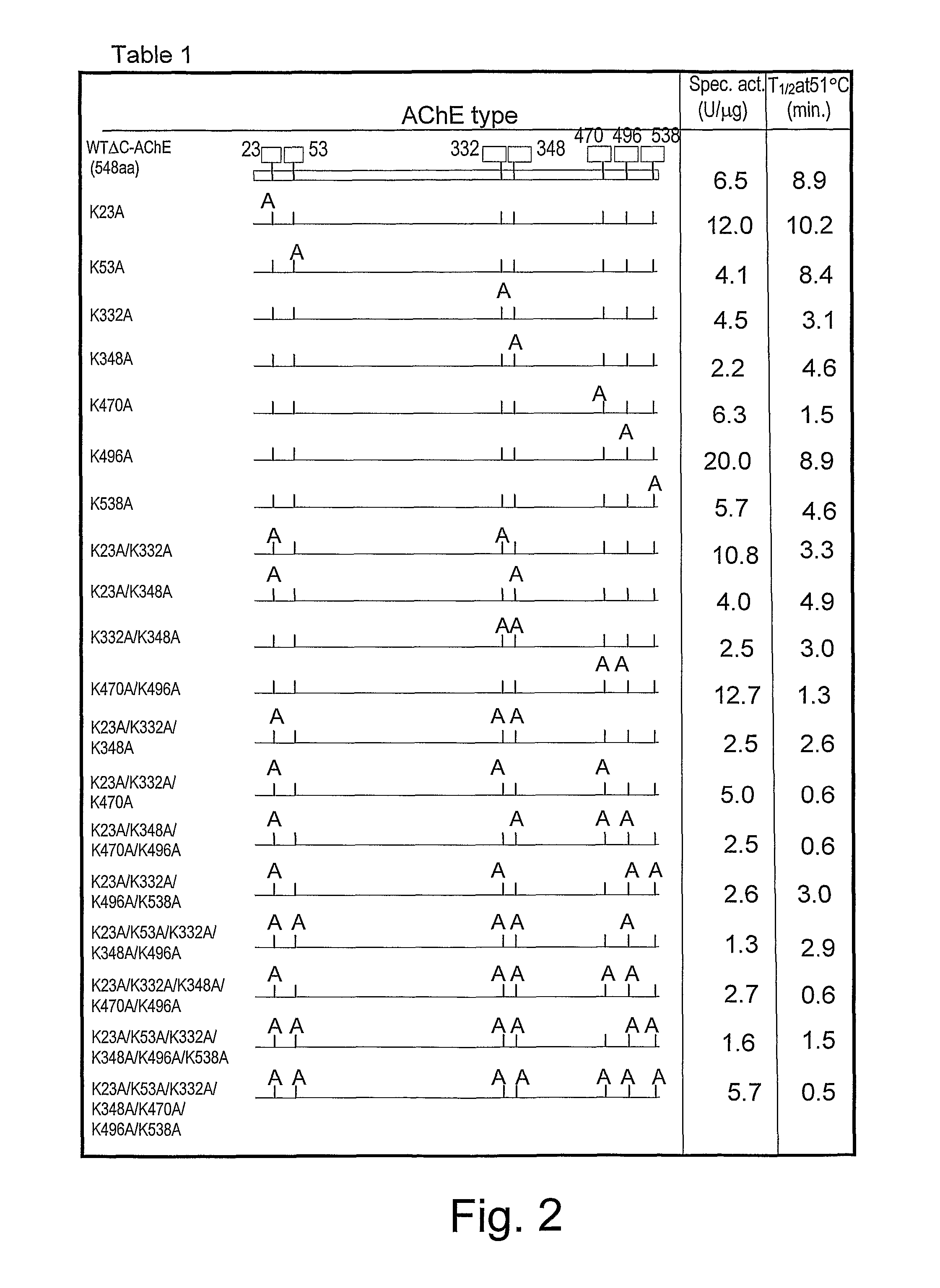 Uniformly conjugated serine hydrolases