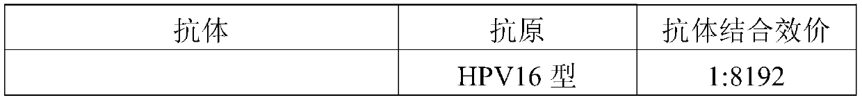 Broad spectrum anti-HPV-L1 and E6/E7-IgY, small molecule antibody and application thereof