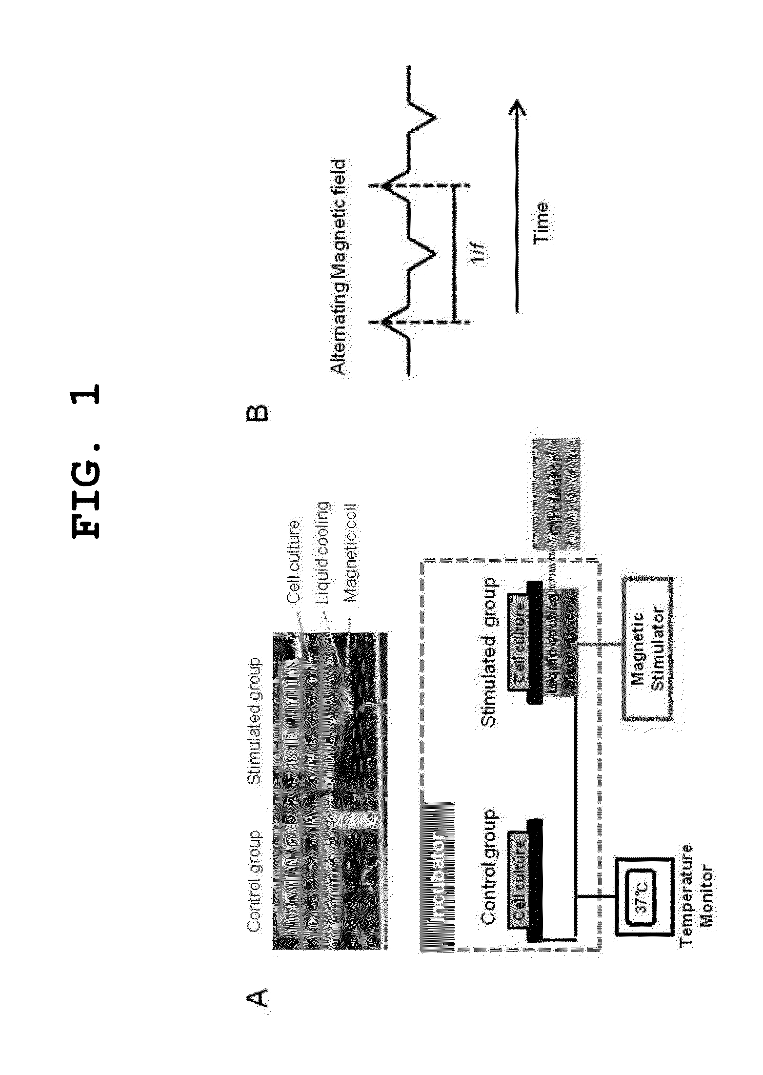 Alternative magnetic stimulating system for preventing or treating brain tumor growth