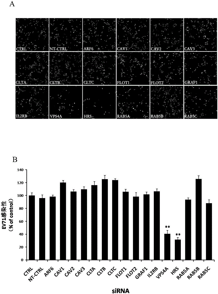 Application of vacuolar protein sorting 4A to preparing medicines for preventing or treating enterovirus type 71 infection