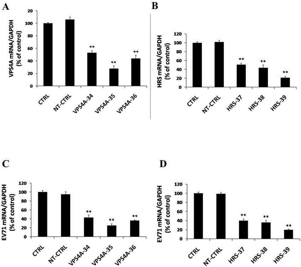 Application of vacuolar protein sorting 4A to preparing medicines for preventing or treating enterovirus type 71 infection