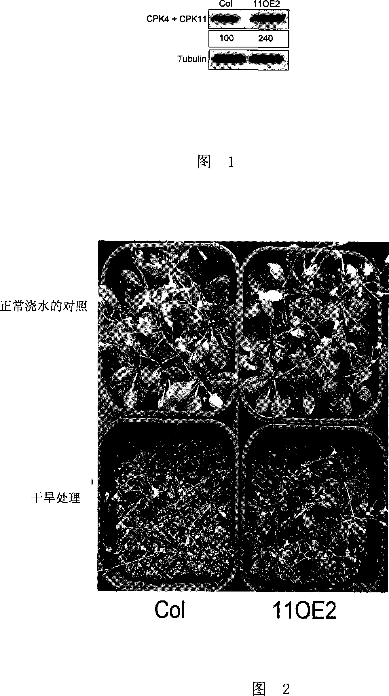 Method for cultivating drought-resistant and /or growth-delaying plant in hostile environment