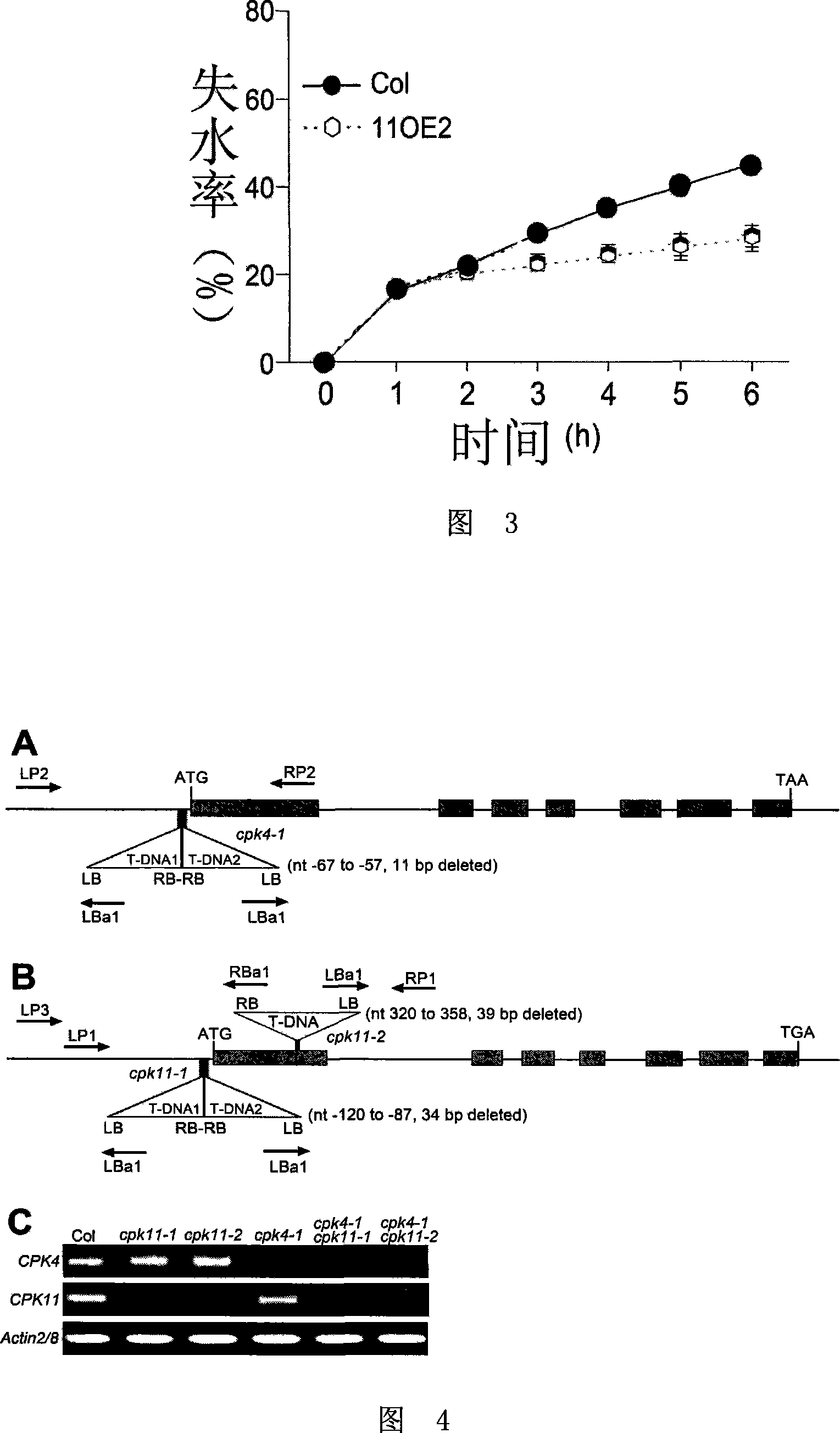 Method for cultivating drought-resistant and /or growth-delaying plant in hostile environment