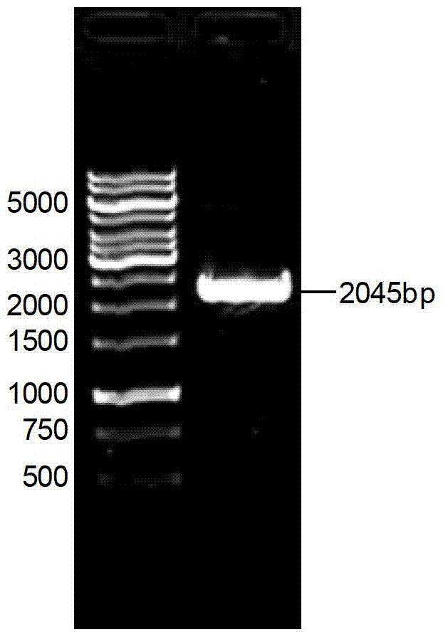 Small RNA used for regulating expression of B7-H2 gene