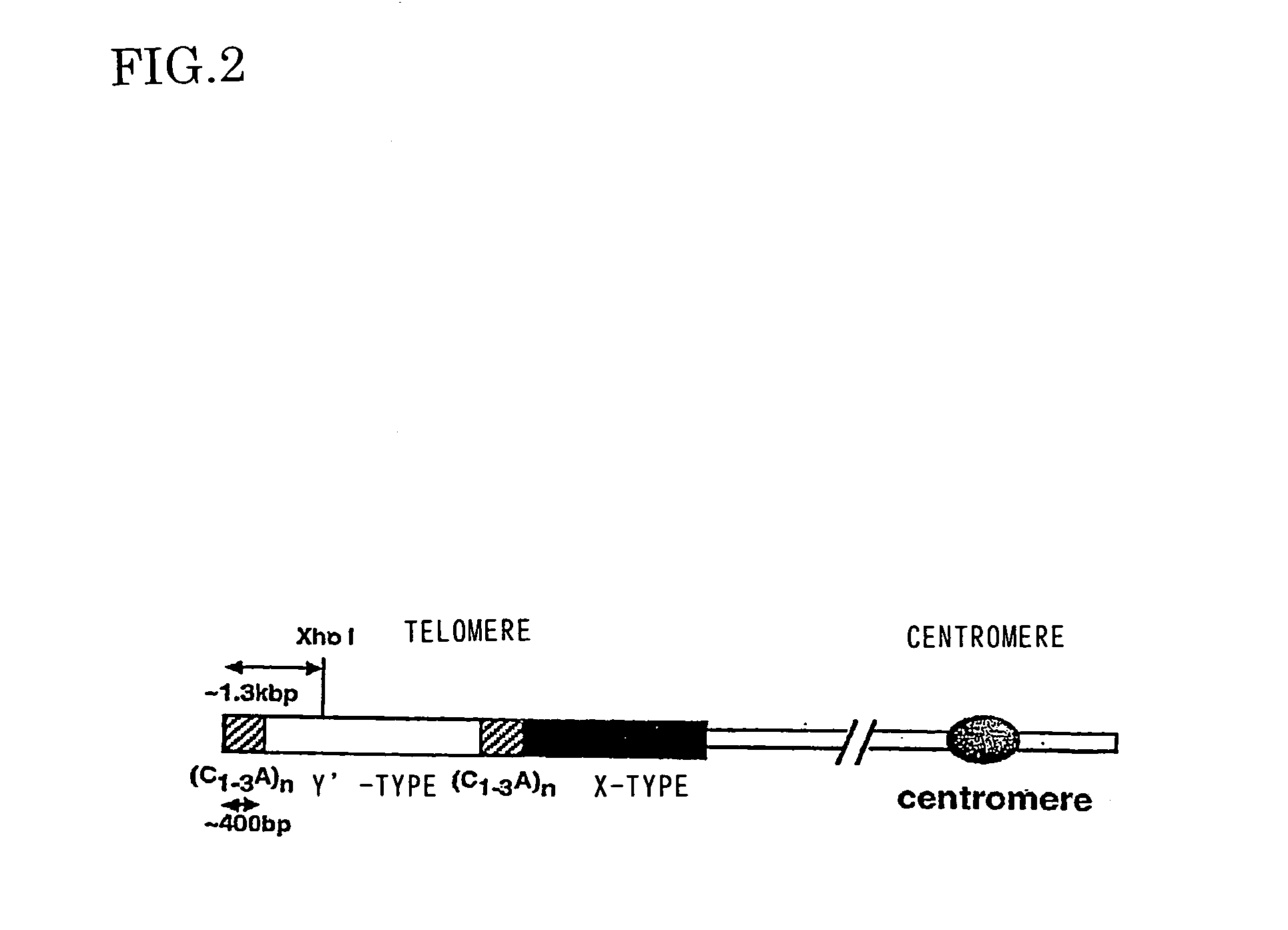 Method of controlling telomere length