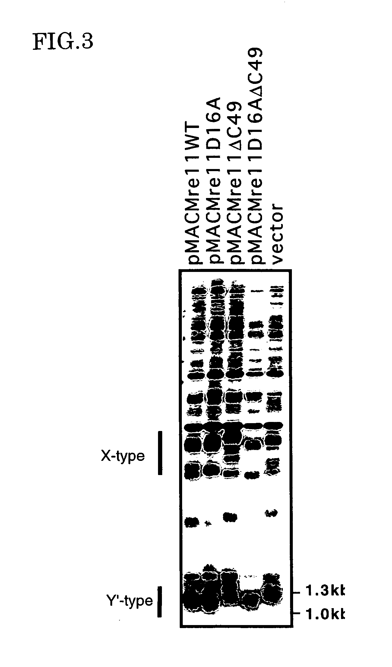 Method of controlling telomere length