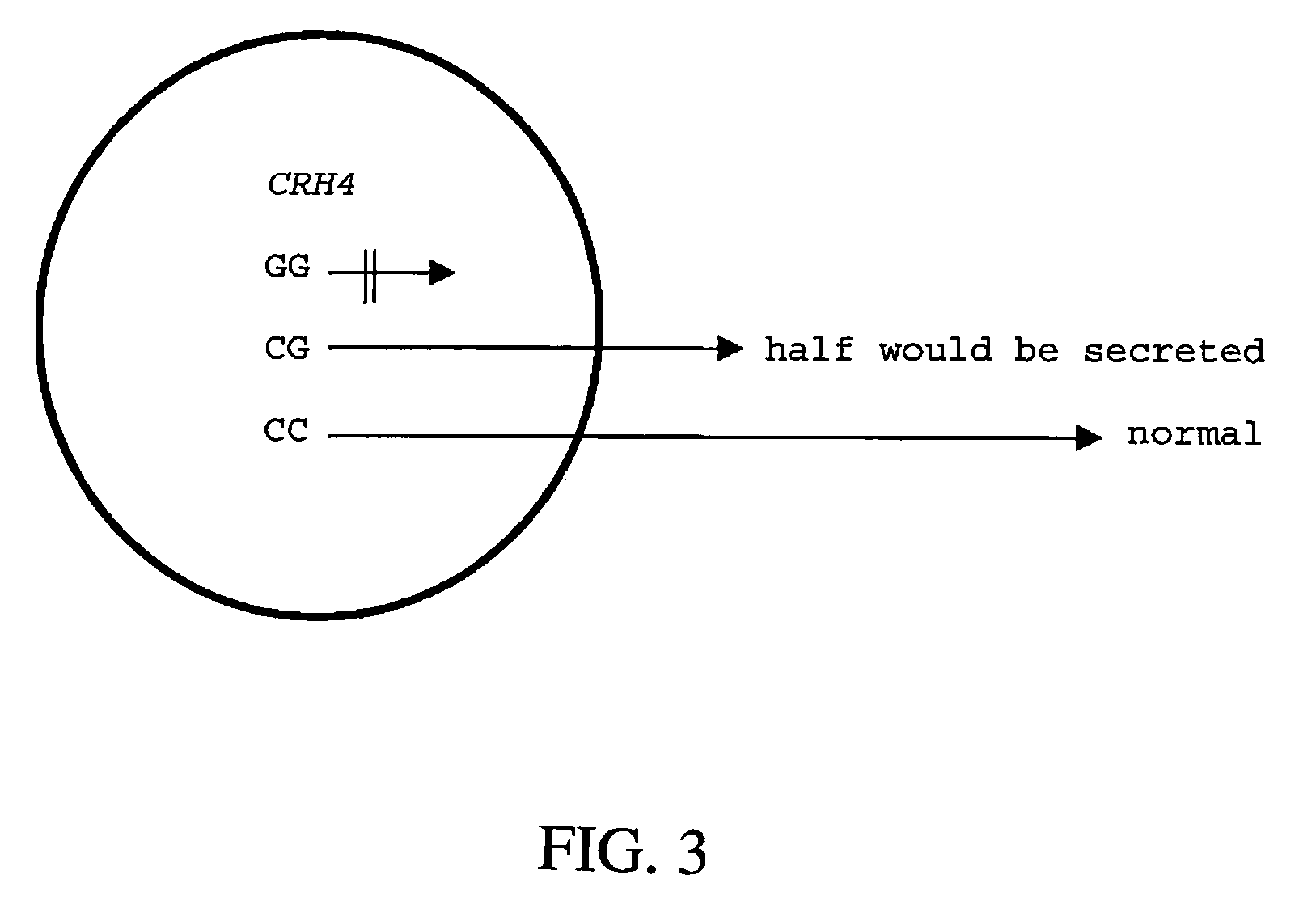 CRH and POMC effects on animal growth