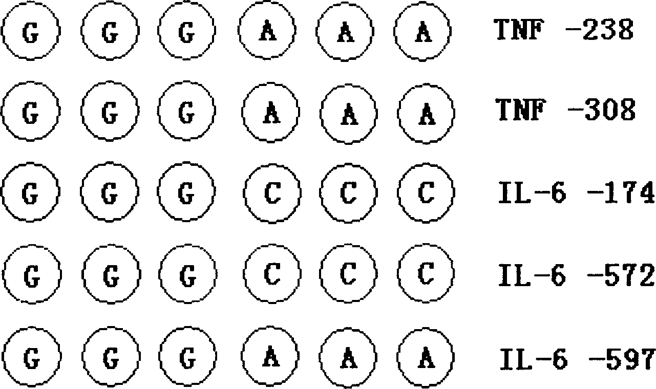 Testing chip in cytokine gene type and application