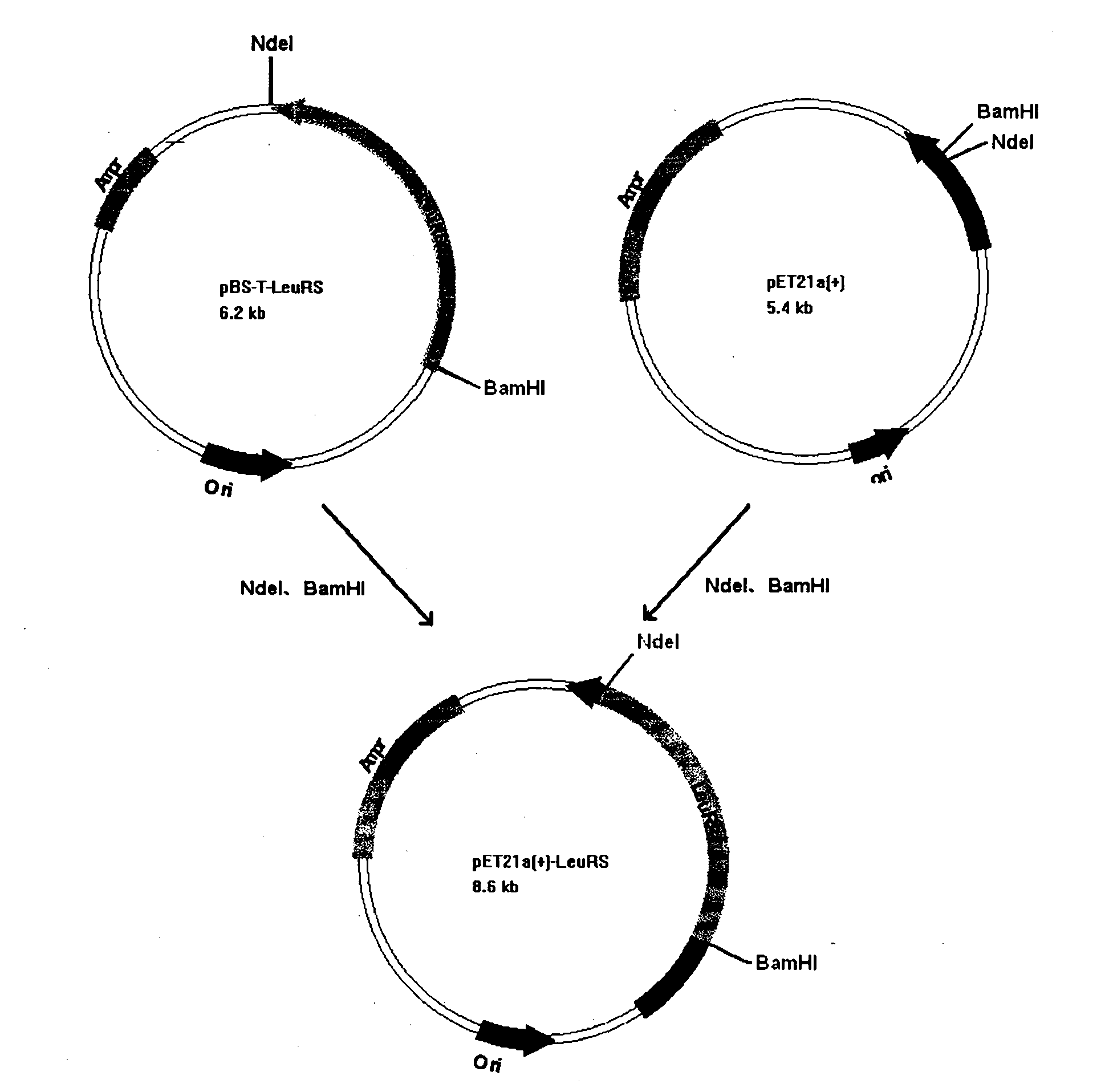 Method for preparing trypanosoma brucei leucyl tRNA synthetase activated protein