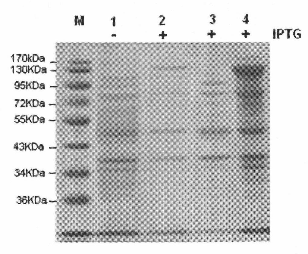 Method for preparing trypanosoma brucei leucyl tRNA synthetase activated protein