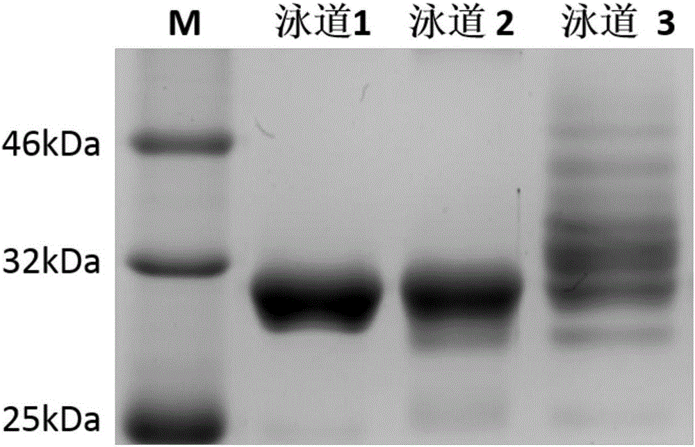 Polypeptide-antibody immune conjugate and preparation method thereof