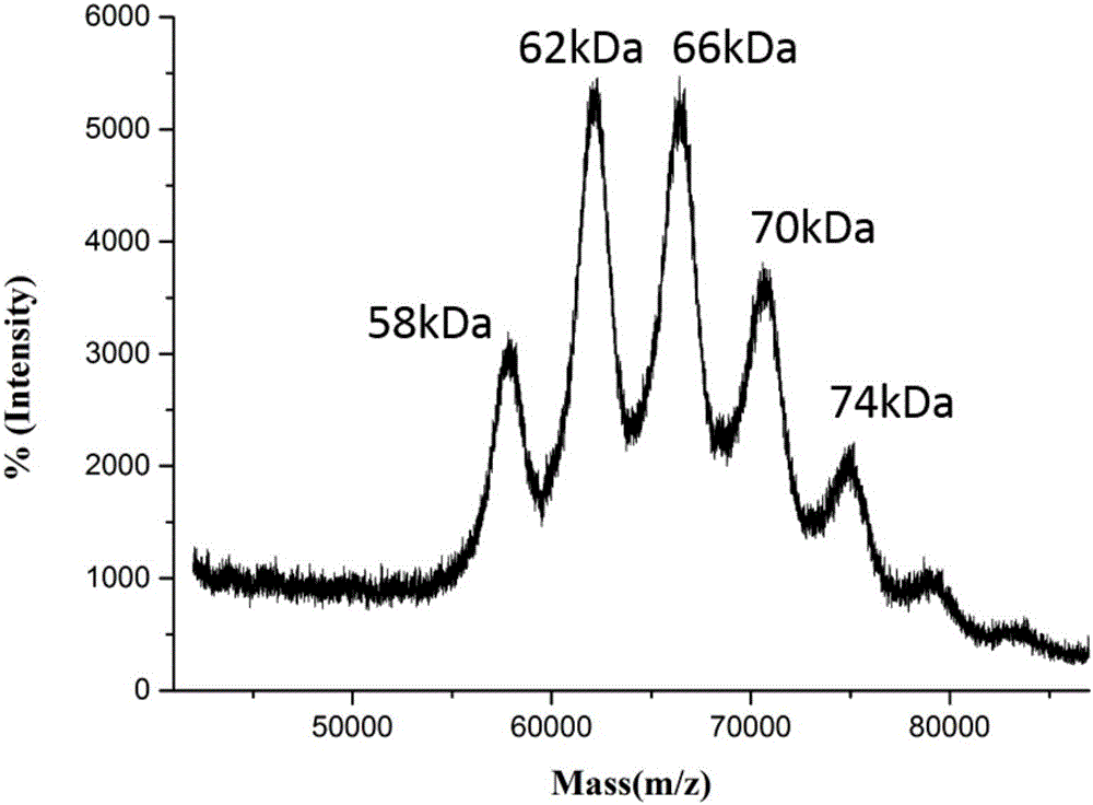 Polypeptide-antibody immune conjugate and preparation method thereof