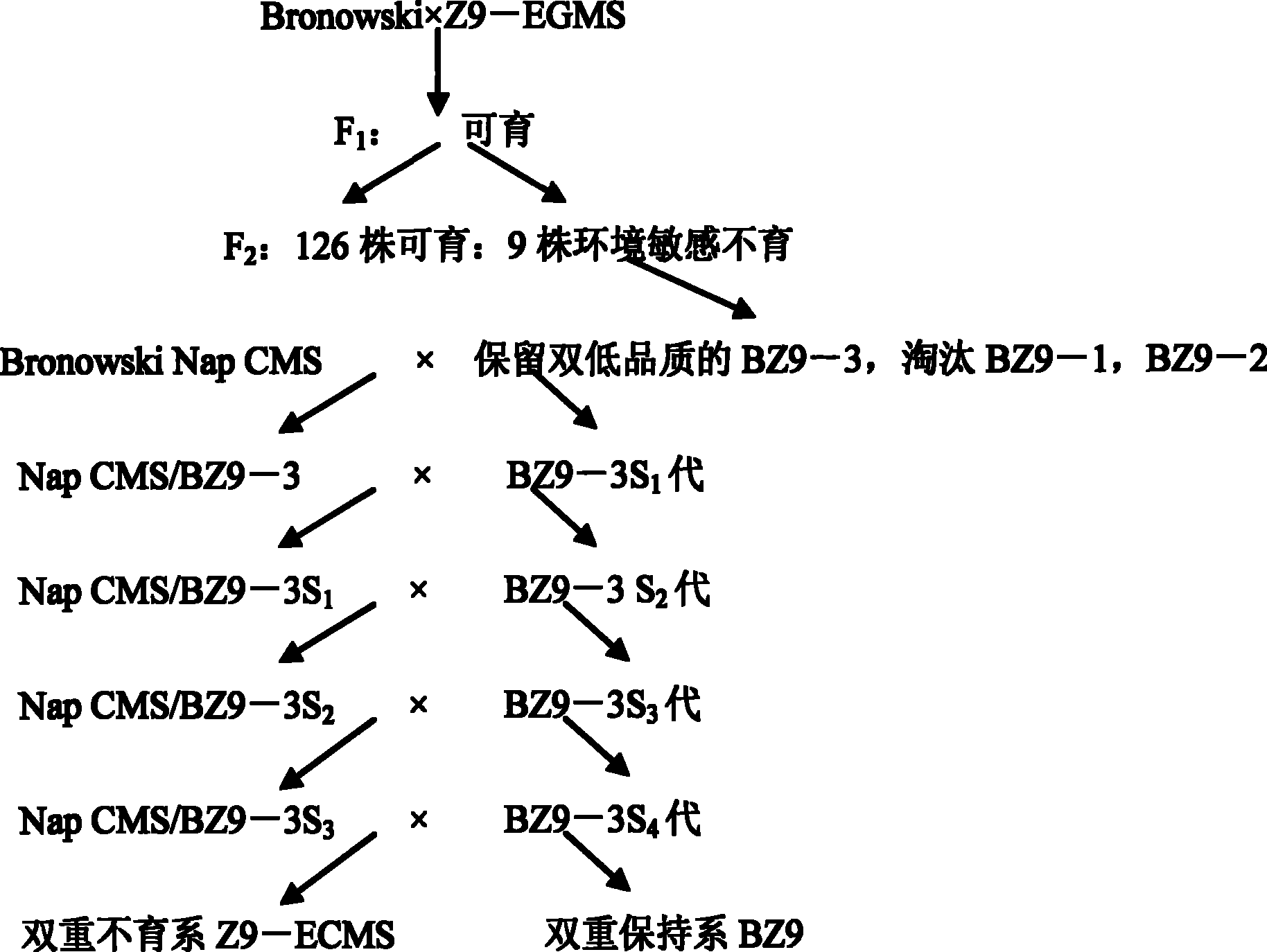 Seed selection method of cabbage type rape twofold sterile line